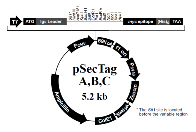 pSecTag B 载体