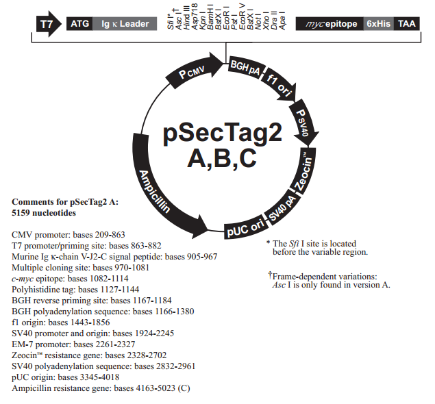 pSecTag2 A 载体