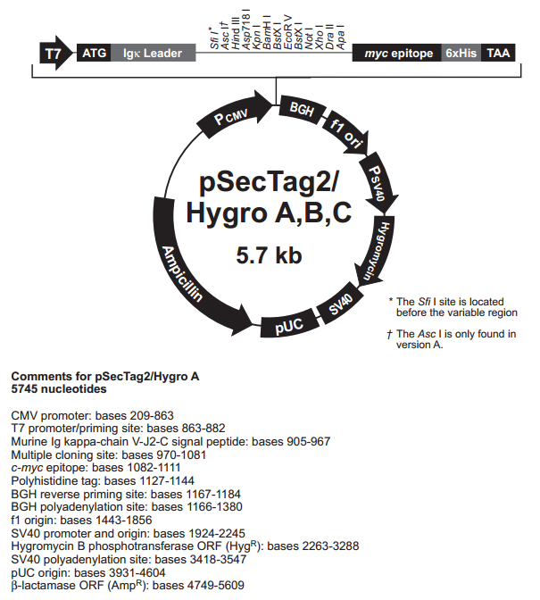 pSecTag2/Hygro A 载体
