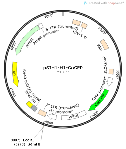 pSIH1-H1-CoGFP 载体