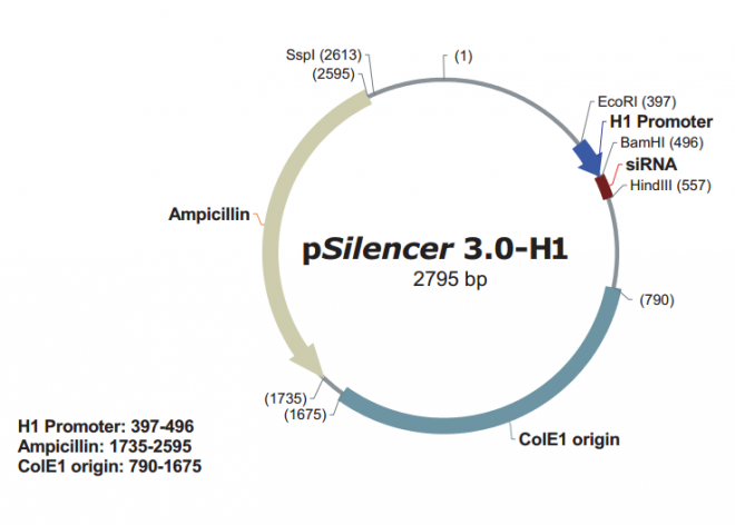 pSilencer 30-H1 载体