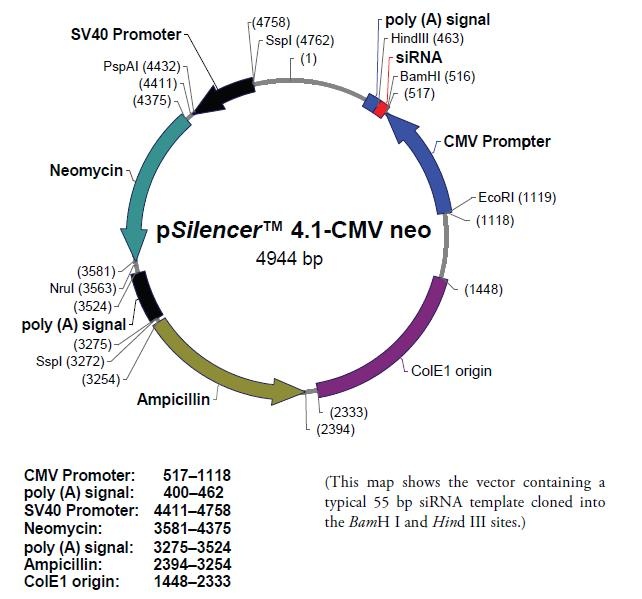 pSilencer 41-CMV neo 载体