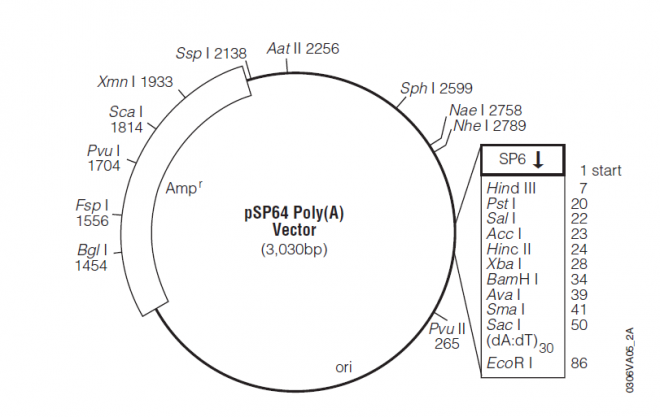pSP64 载体