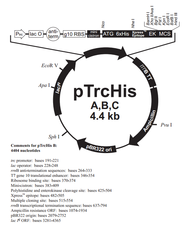 pTrcHis C 载体