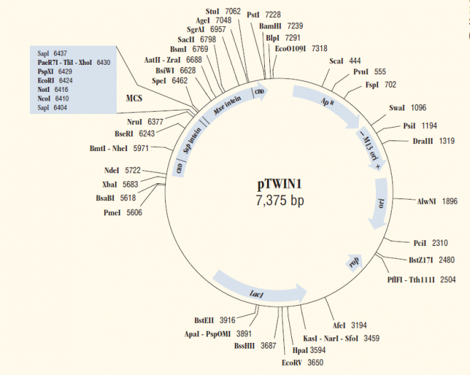 pTWIN1 载体