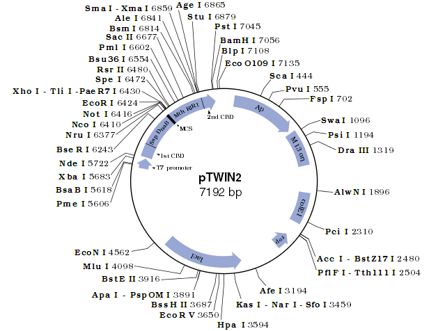 pTWIN2 载体