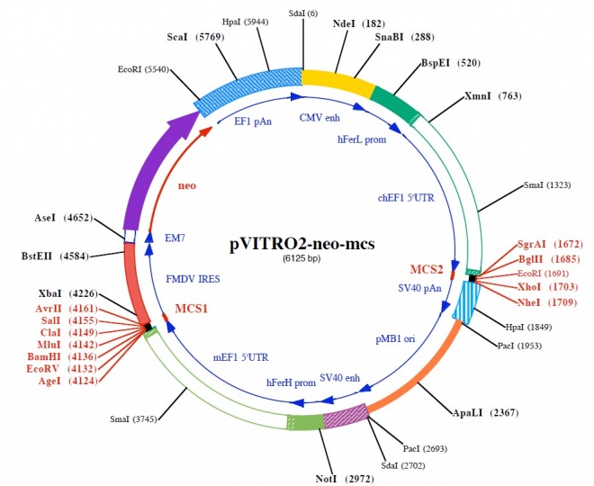 pVitro2-neo-mcs 载体