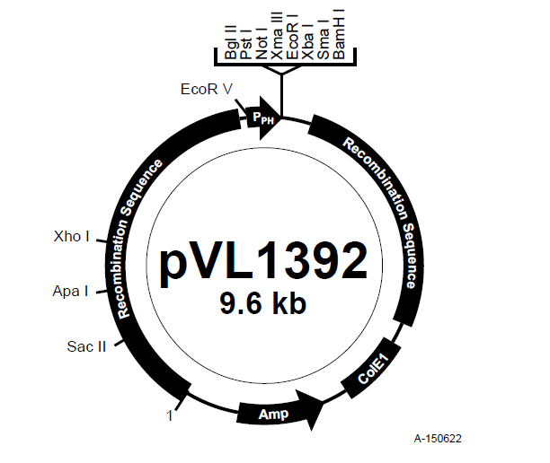 pVL1392 载体