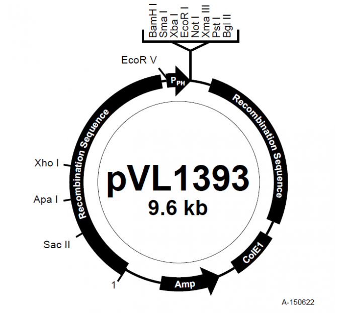 pVL1393 载体