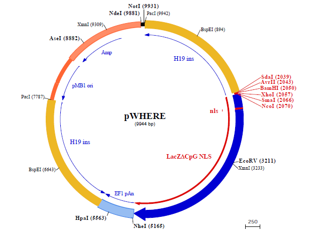 pWHERE 载体