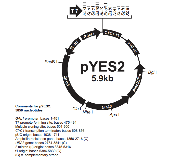 pYES2 载体