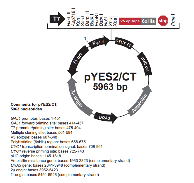 pYES2/CT 载体