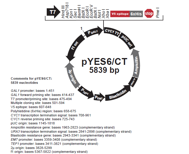 pYES6/CT 载体