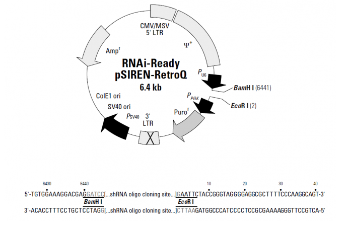 RNAi-Ready pSIREN-RetroQ 载体