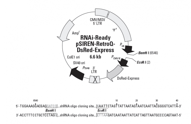 RNAi-Ready pSIREN-RetroQ-DsRed-Express 载体