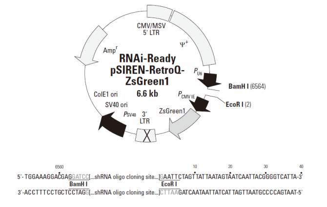 RNAi-Ready pSIREN-RetroQ-ZsGreen 载体