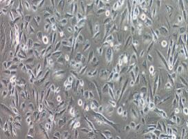人胶质瘤细胞；LN-229