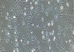 人乳腺癌细胞；MDA-MB-231