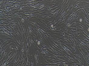 人胚肺细胞；MRC-5