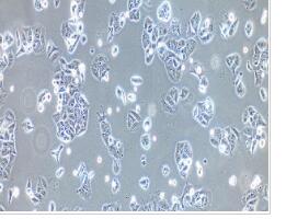 人非小细胞肺癌细胞；NCI-H358