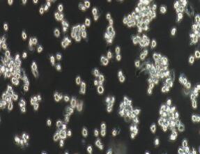 大鼠嗜碱性粒细胞性白血病细胞；NR8383
