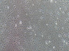 大鼠肾小管上皮细胞；NRK-52E