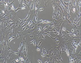 小鼠胚胎成纤维细胞；3T3-L1