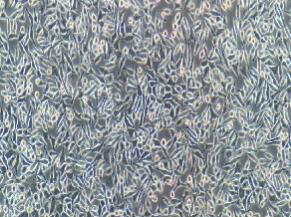 小鼠成纤维细胞；L929