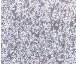 小鼠单核巨噬细胞