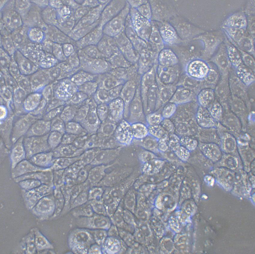 MSTO-211H Cell:人肺癌细胞系