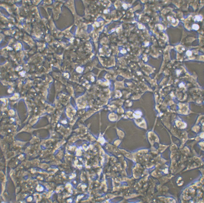 CI-H358 Cell:人非小细胞肺癌细胞系