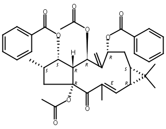 大戟因子L2