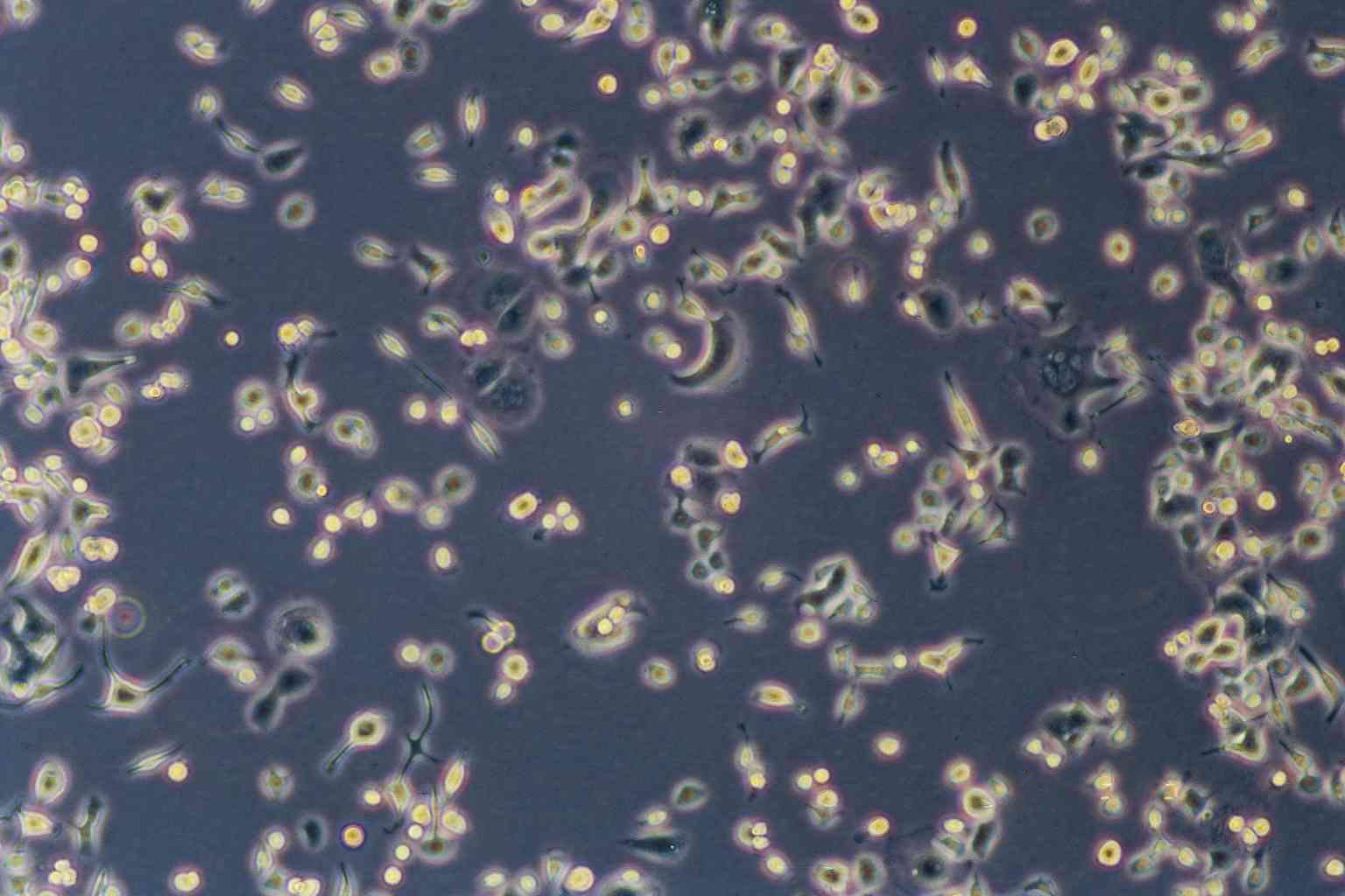 Caki-1 Cell:人肾透明细胞癌细胞系