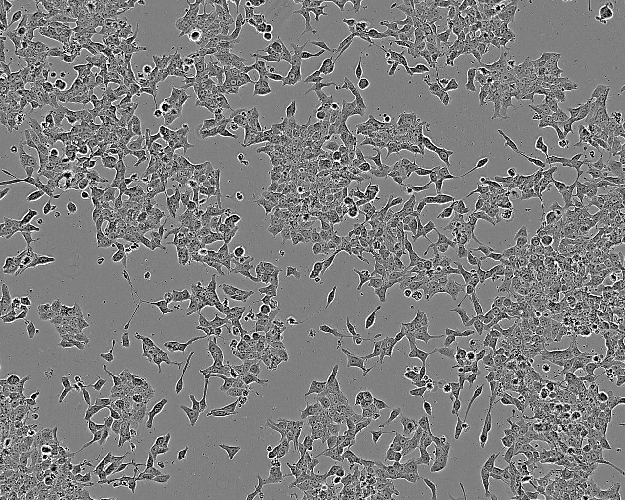BxPC-3 Cell:人原位胰腺腺癌细胞系