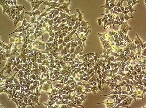 HCE-T Cell:人角膜上皮细胞系