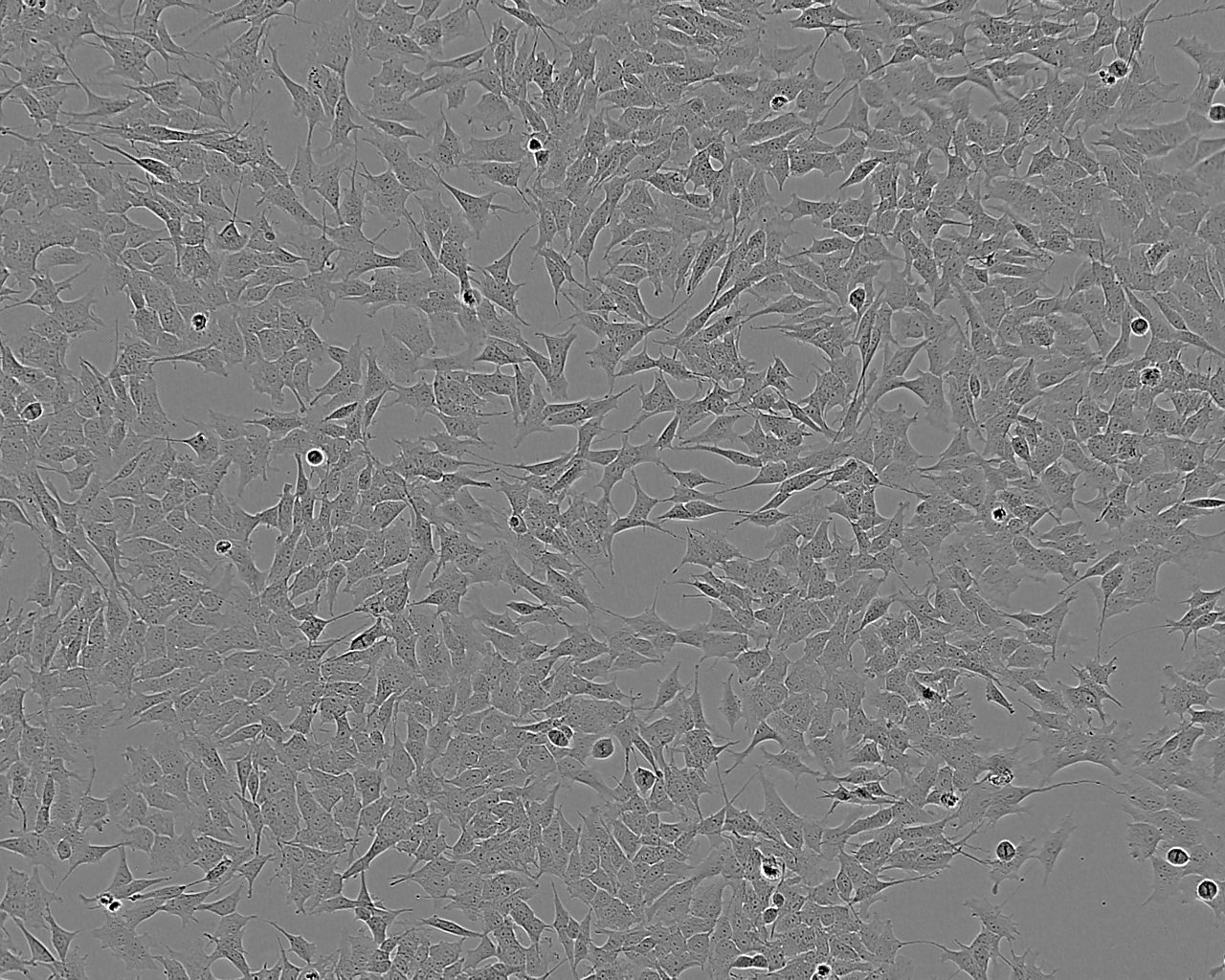 BEAS-2B Cell:人支气管上皮细胞系