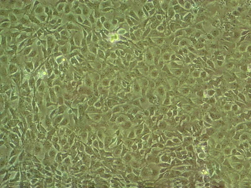 COS-7 Cell:SV40转化的非洲绿猴肾细胞系