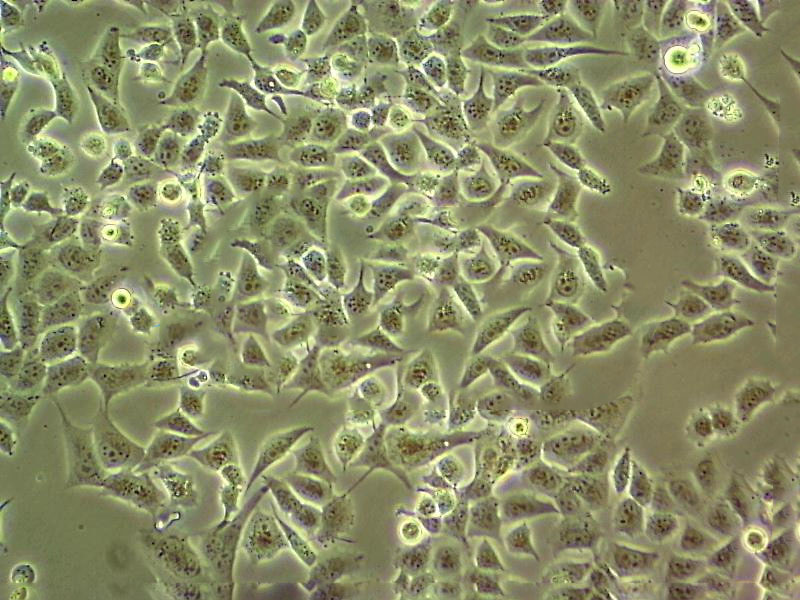 COS-1 Cell:SV40转化的非洲绿猴肾细胞系