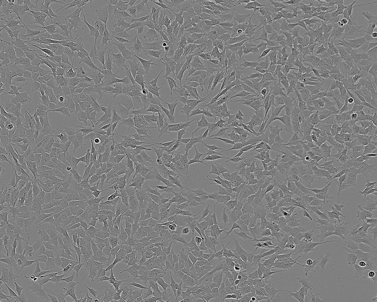 MS1 Cell:小鼠胰岛内皮细胞系