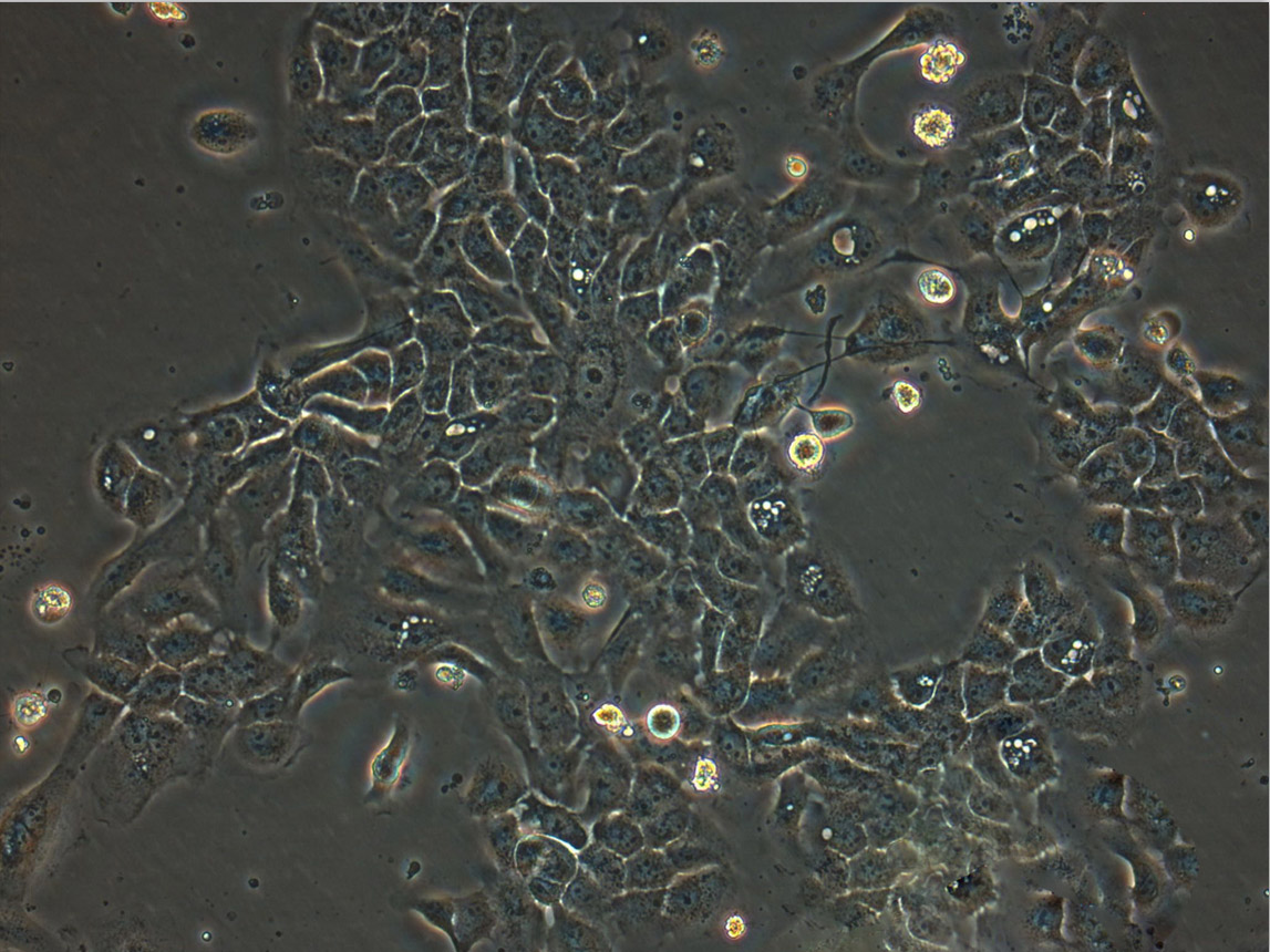 NR8383 Cell:大鼠肺泡巨噬细胞系