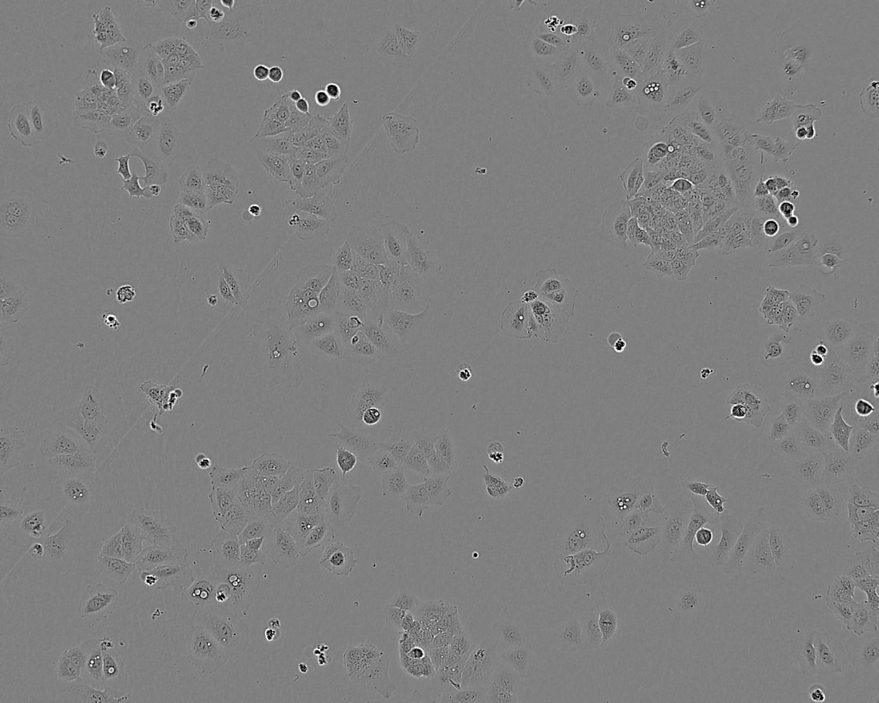 WB-F344 Cell:大鼠肝上皮样干细胞系