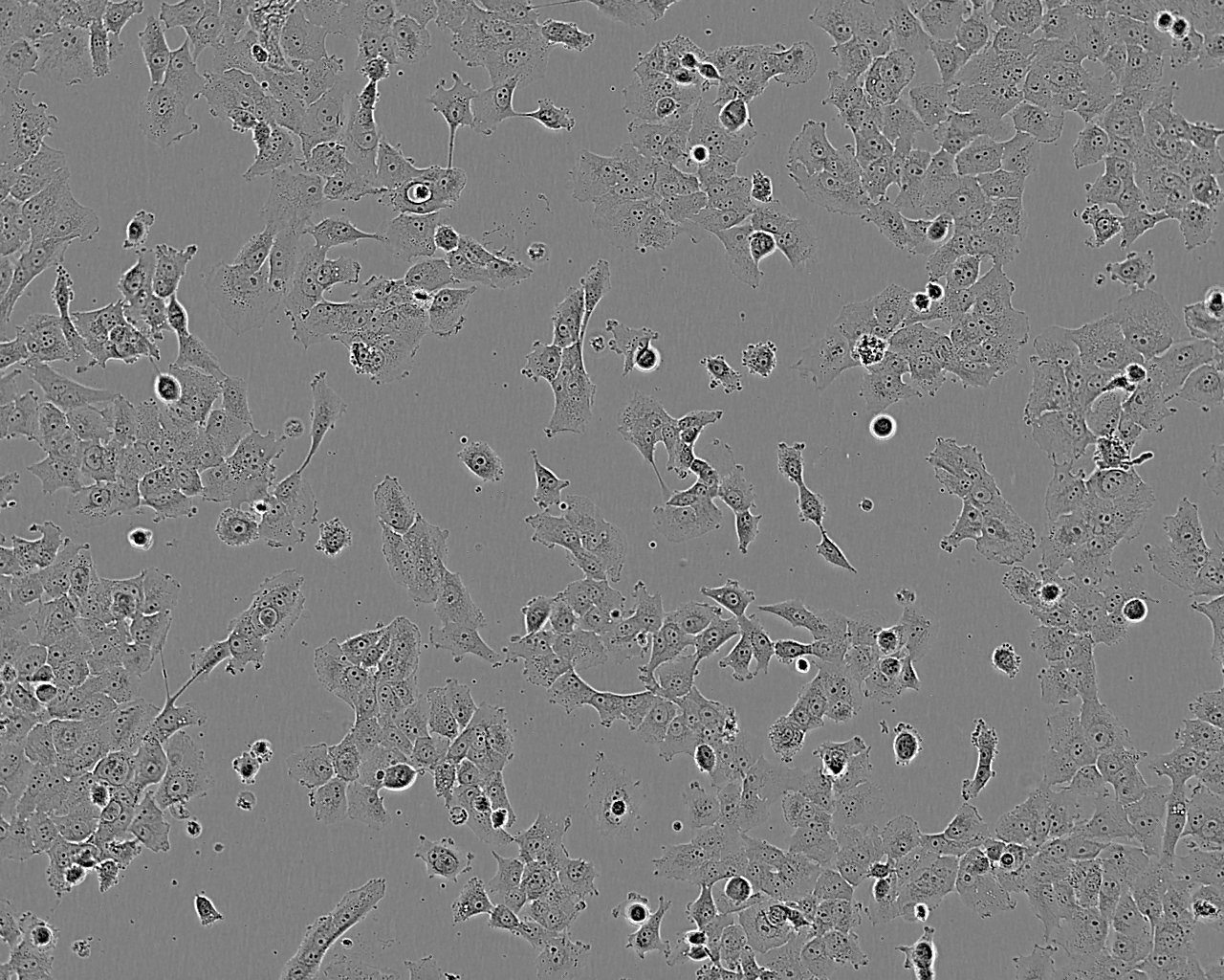 RTE Cell:大鼠气管上皮细胞系