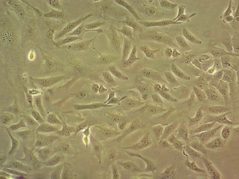 Becker Cell:人脑星形胶质细胞系