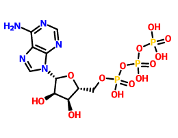 5'-三磷酸腺苷