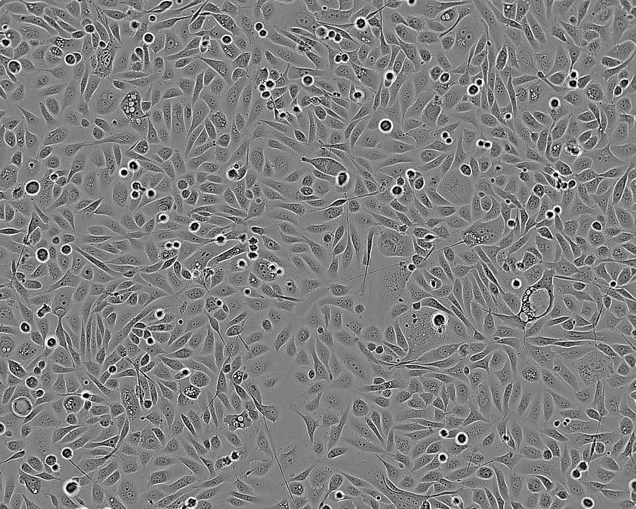 Co-115 Cell:人结肠腺癌细胞系