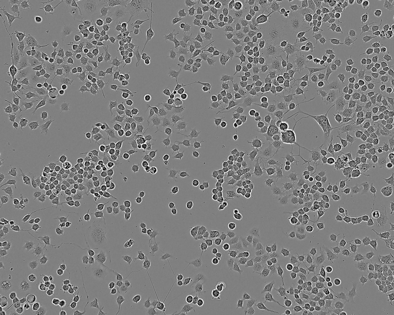 ACC-M Cell:人涎腺癌细胞系