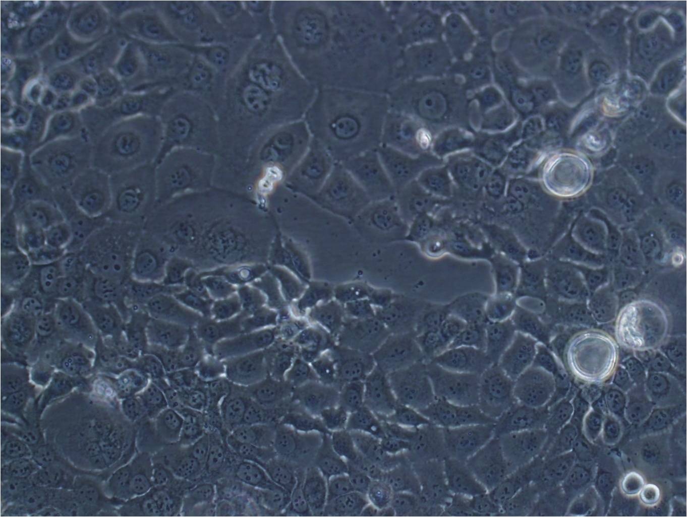 FET Cell:人结肠癌细胞系