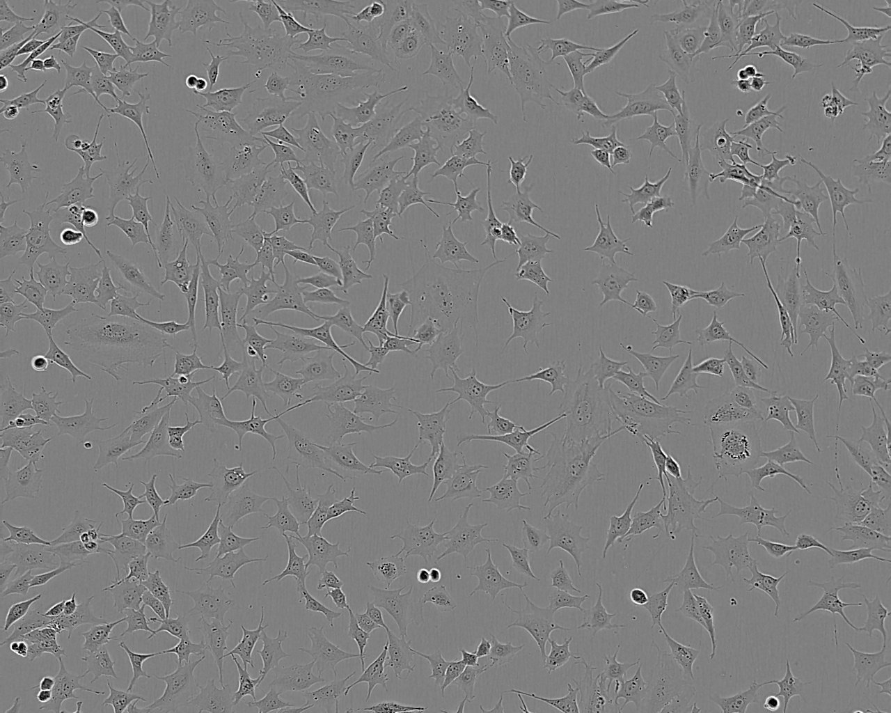 CMT167 Cell:小鼠肺癌细胞系