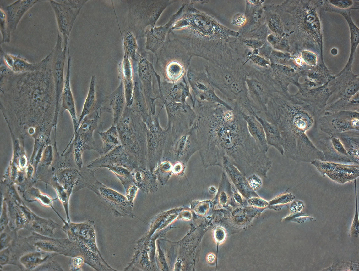 A-253 Cell:人唾液腺肿瘤细胞系