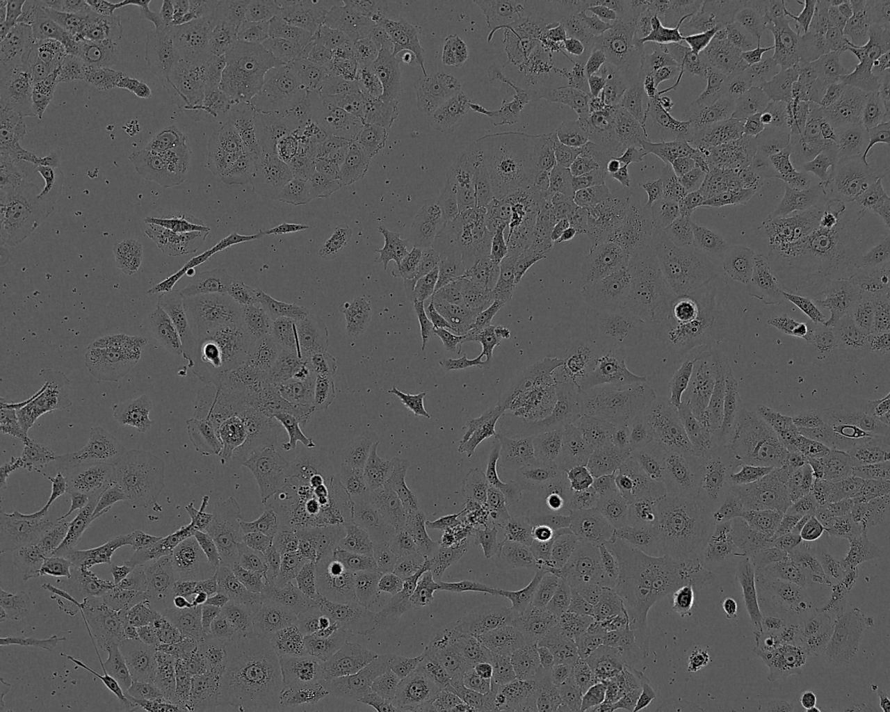 H4-II-E Cell:大鼠肝细胞系